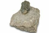 Detailed Reedops Trilobite - Atchana, Morocco #322274-3